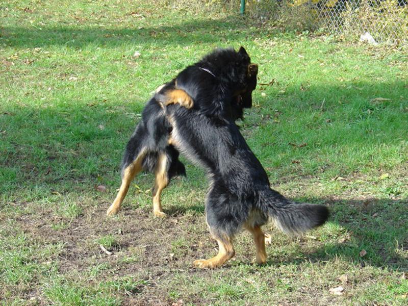 Akou� a Archie