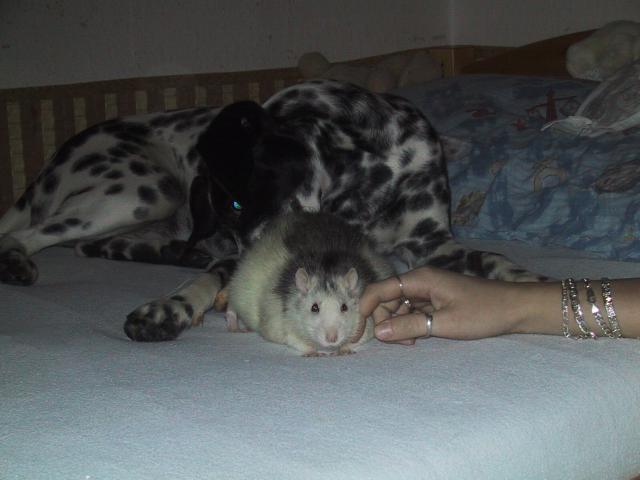 Kamar�di