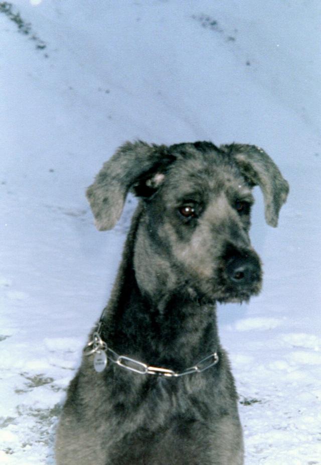Brut�ln� Nikita