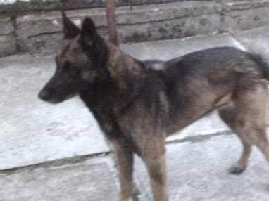Ach�llek 7 let
