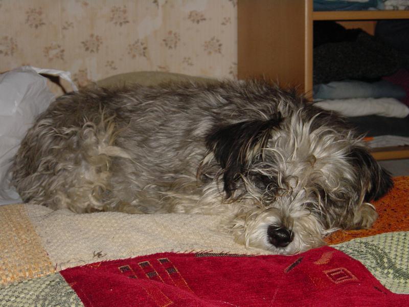 Dinka le�k�