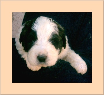 Ebro 3,5 t�dne