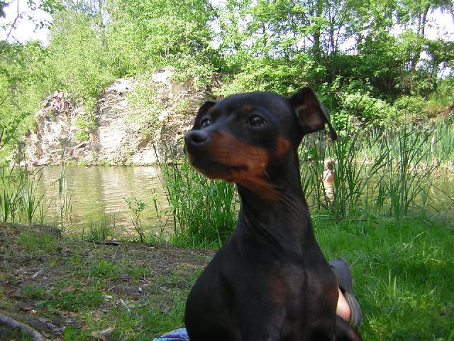 Srn�� ratl�k byronek