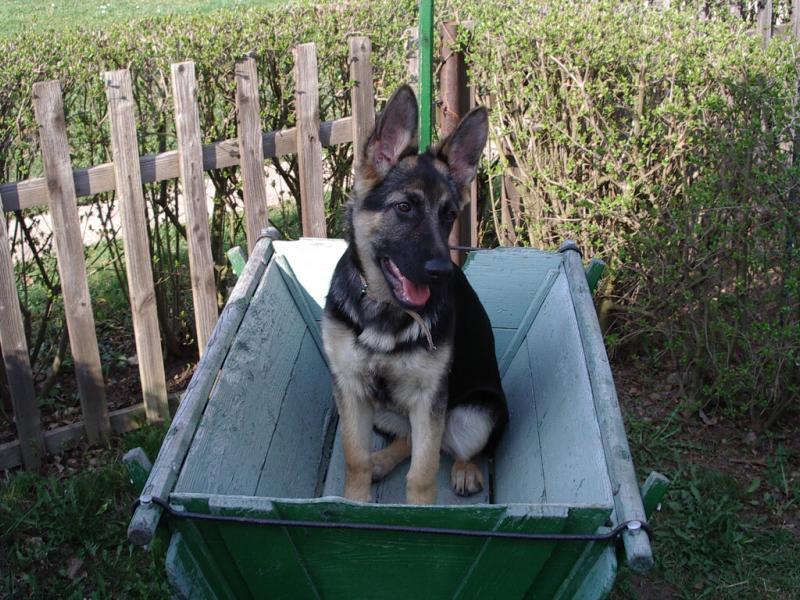 Pupy v traka�i