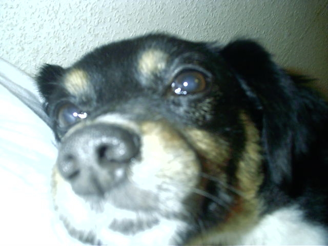 Jimm�k