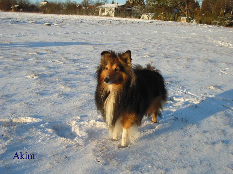 Zimn� �eltie