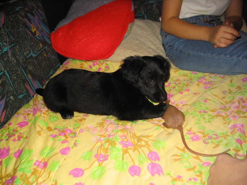 Kikina jako �t�n�