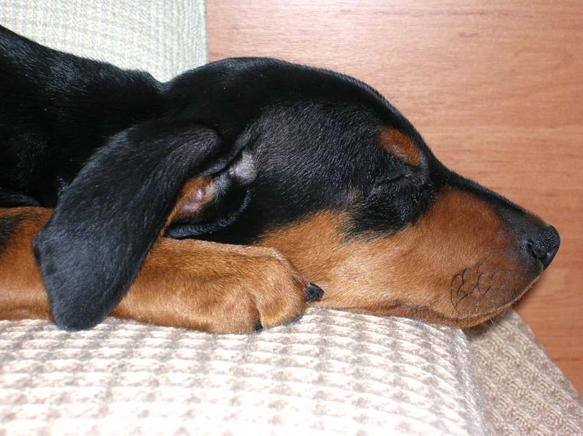 ROT spink�...