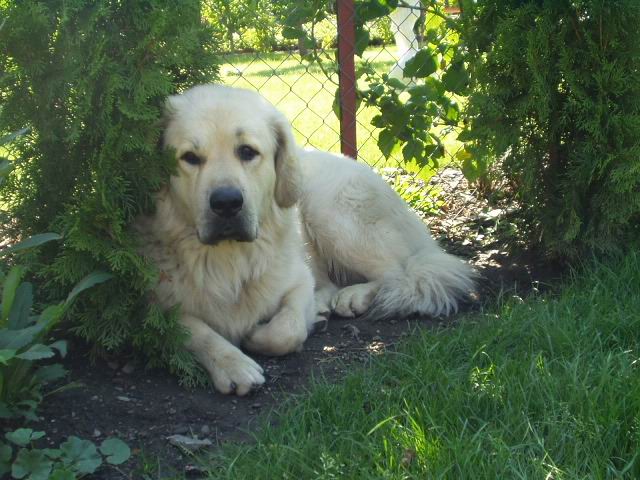 Balihara Altan-Corgo dom�c�m jm�nem Apollo