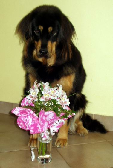 Cedra s kv�tinou