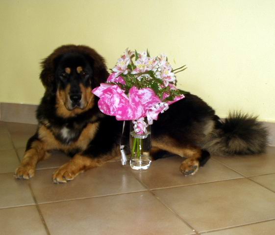 Brooke s kv�tinou