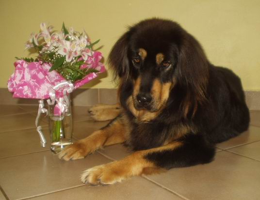 Cedra s kv�tinou