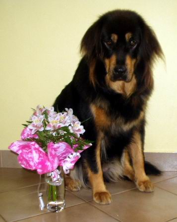 Cedru�ka