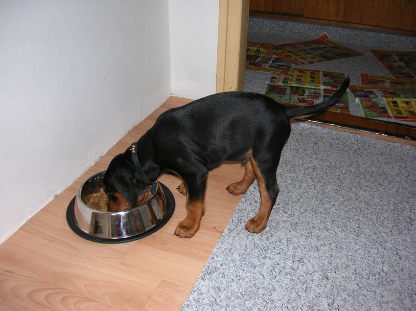 ROT pap�