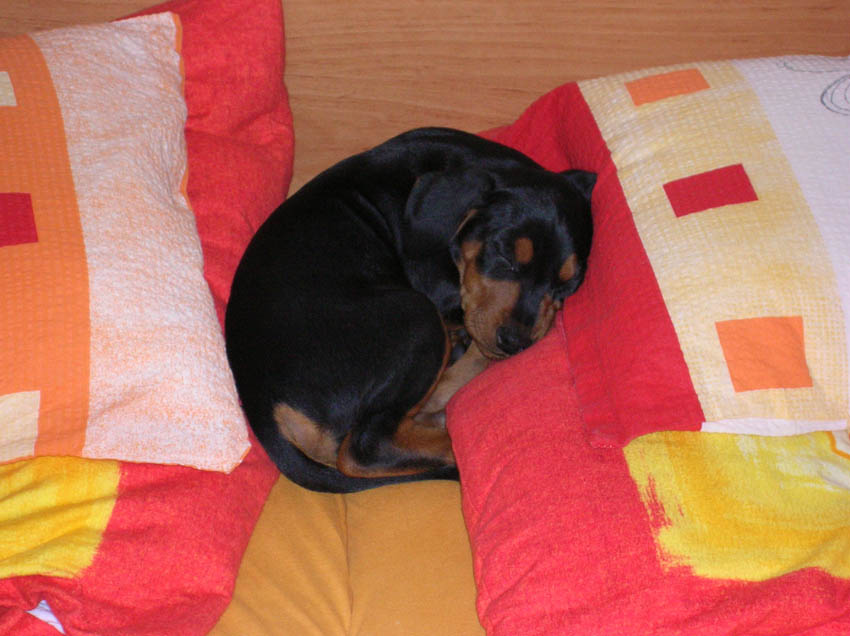 ROT v post�lce