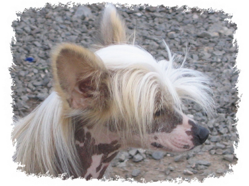 L�to 2005 - portr�t