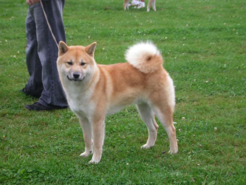 taky �ib�k