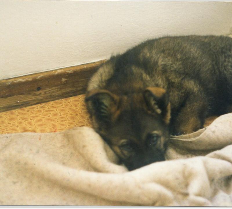 jako �t���tko