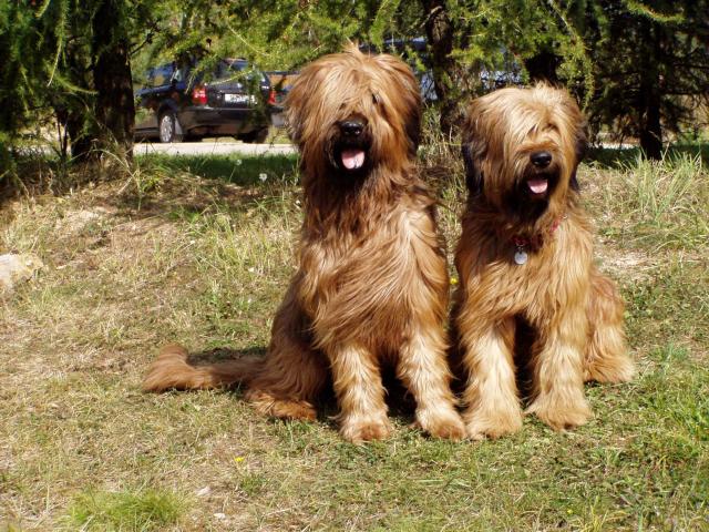 Kv�do a Harkonen