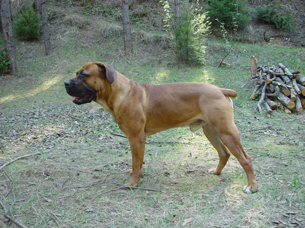 boerboel - d�de�ek