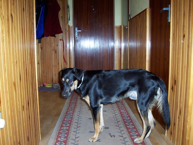 N�s Max��ek