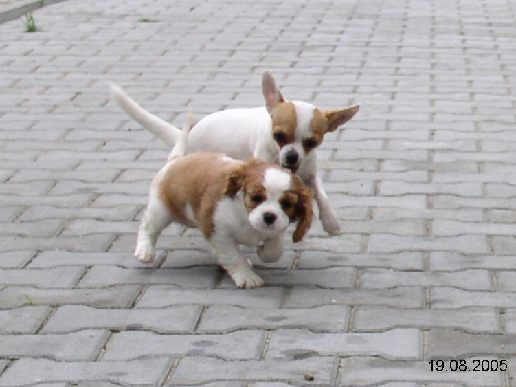 s�boj vyvolen�ch ((O: