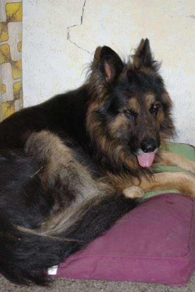 rozespal� Griff�a
