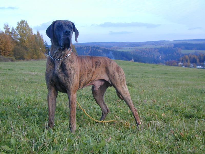 Caky u Rychl�ho ��bla
