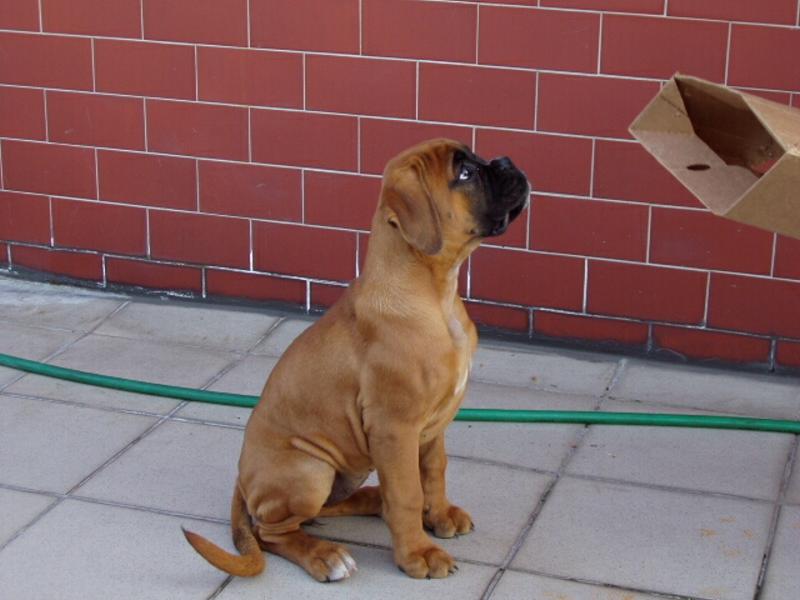 mal� Brauny