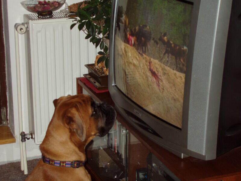 televizn� maniak