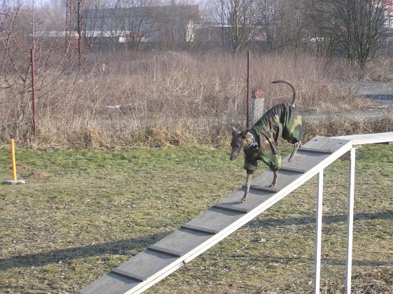 Agility v zim�