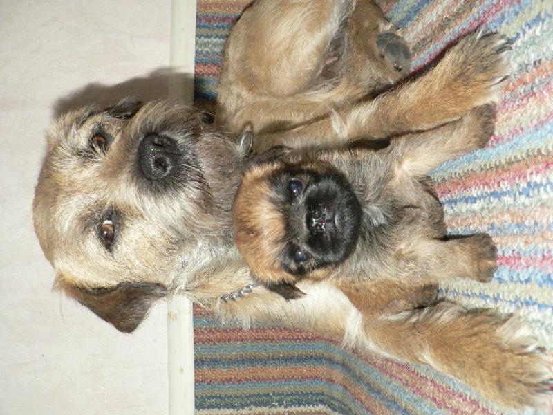 Bord�k a grifonek