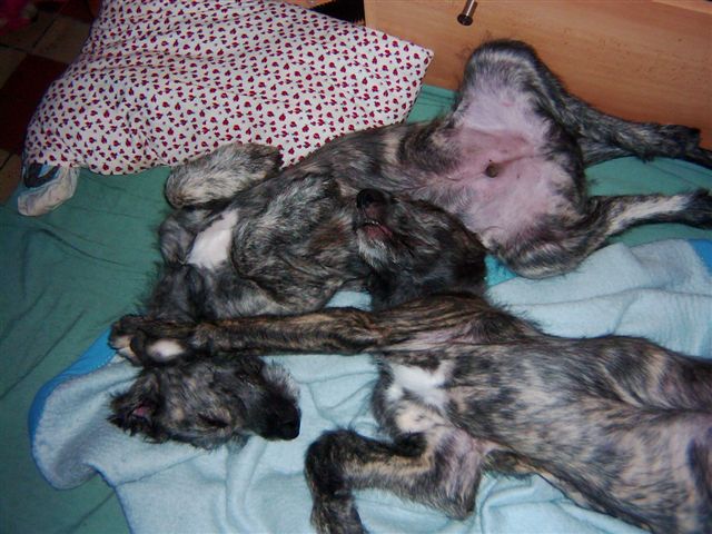 Aki a Axi dvoum�s��n�
