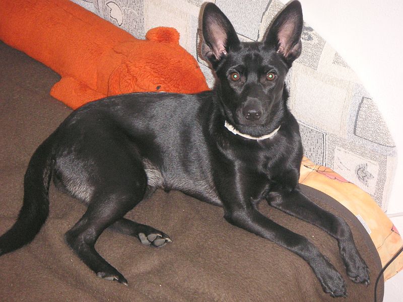 Na�e lordstvo Jessie