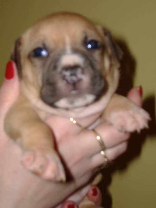 Trin�a