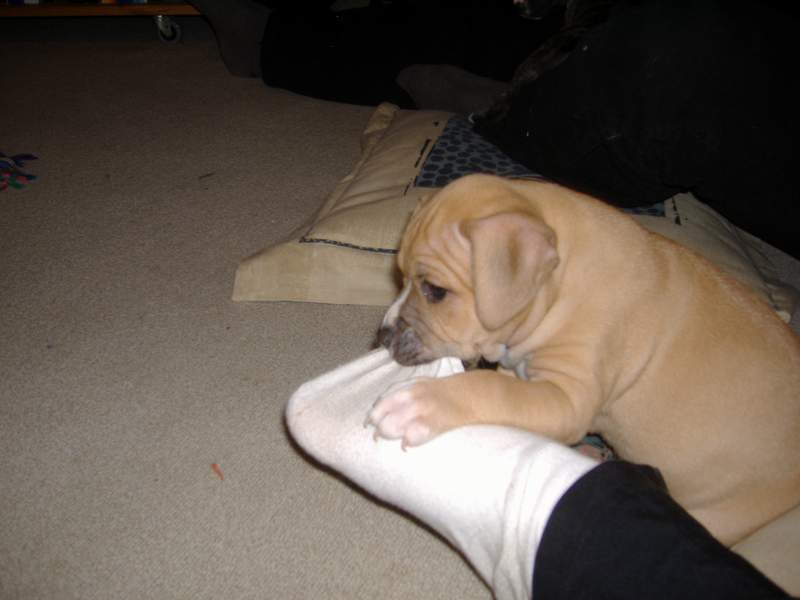 bacha!!kou�u