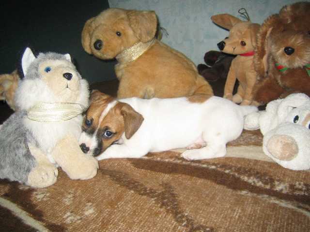 ply��ci..a kde je Rockys??