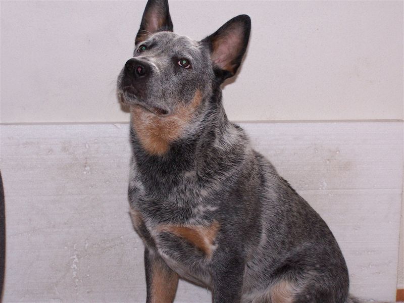 Brut  -  8 m�s�c�