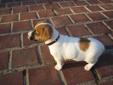 Rocky s novym obojeckem venku :-�