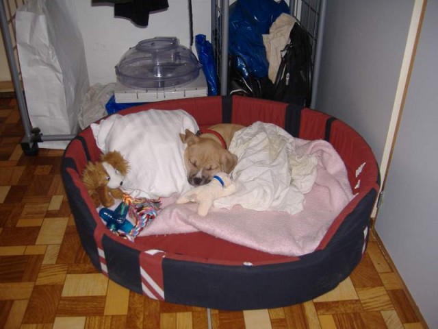 do pel�ku dorostu:)