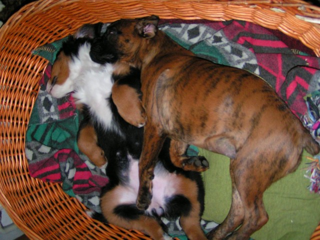 Se "s�grou"