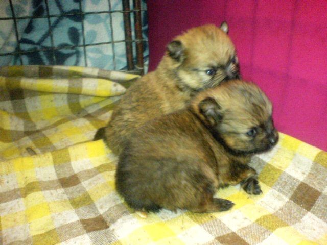2 kluci -1 m�s�c
