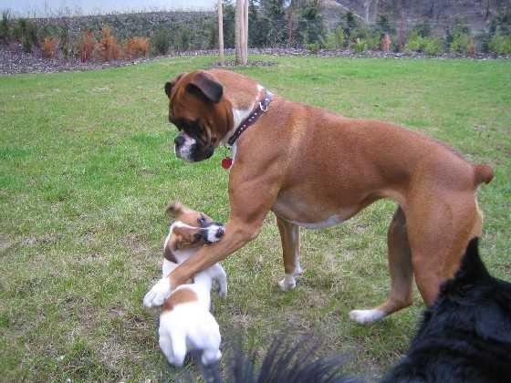 z�ke�n� Rocky aneb dej tu pracku pry� :-))))
