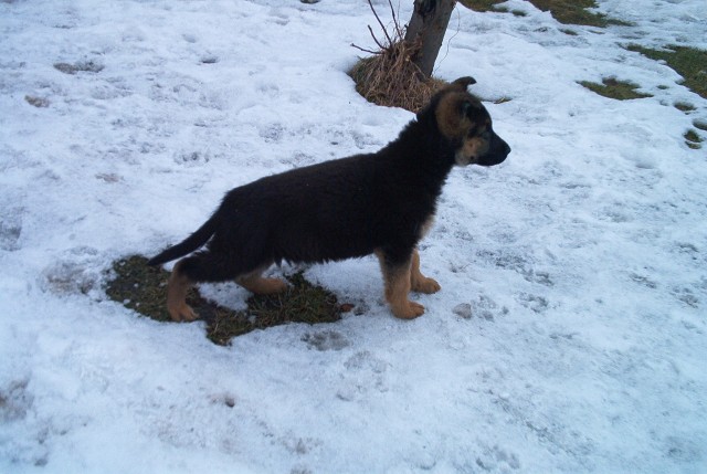 Ziki 2 m�s�ce