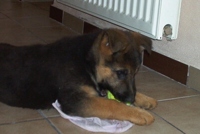 Ziki  uz se bl�i 3 m�s�c