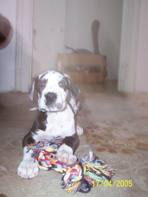 dogoud� mim�o