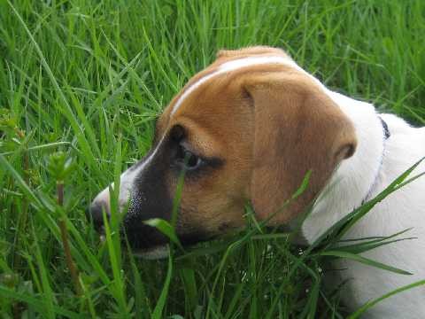 v travi�ce