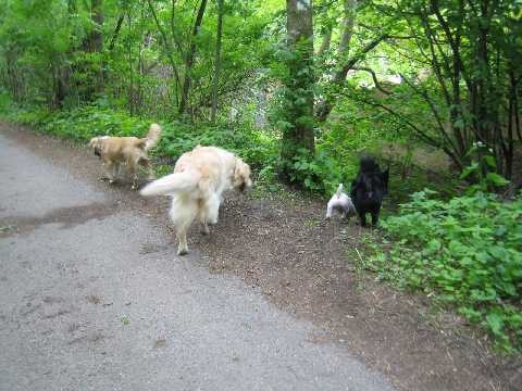 �ty�i pr�zkumn�ci-Jimmy, Sandy, Rocky, Orry