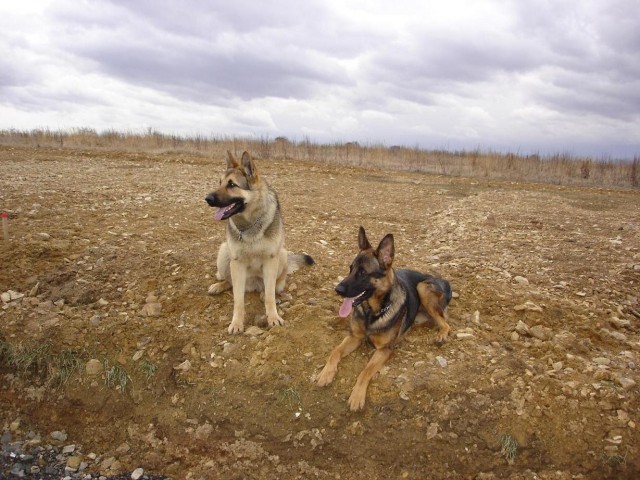 Gino a  k�mo� Rony