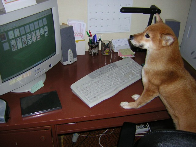 u� i pes hraje solit�r